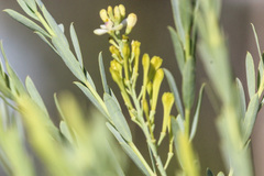 Comesperma pallidum