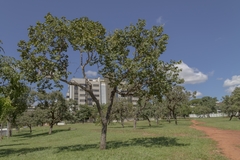 Hymenaea stigonocarpa