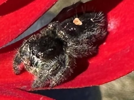 Bold Jumping Spider