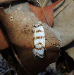 Linosticha cyclophragma