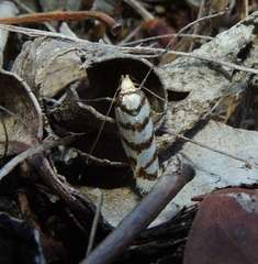 Linosticha cyclophragma