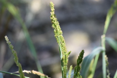 Echinochloa crus-pavonis