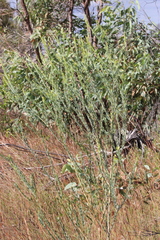 Comesperma pallidum