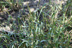 Echinochloa crus-pavonis