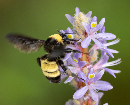 Featured image for “American Bumble Bee”