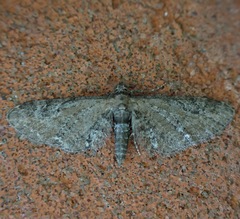 Eupithecia vulgata