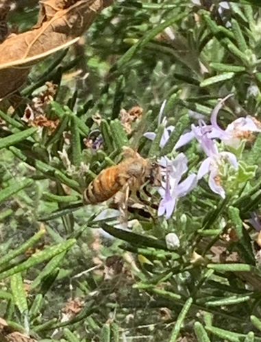 Western Honey Bee