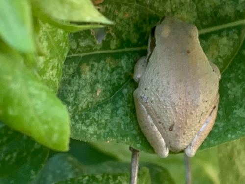 Pacific chorus frog