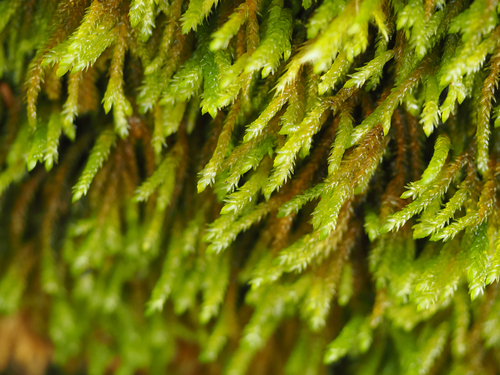 Scleropodium obtusifolium, 2026-09-25