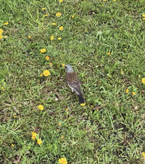 Turdus pilaris