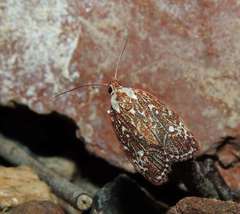Euchaetis metallota