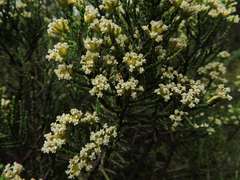 Ozothamnus cupressoides