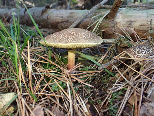 Red-cracking Bolete