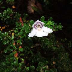 Prostanthera cuneata