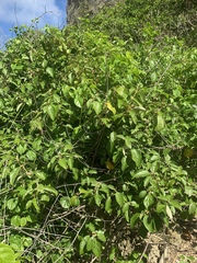Callicarpa candicans