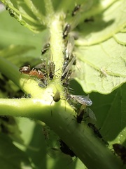 Periphyllus testudinaceus