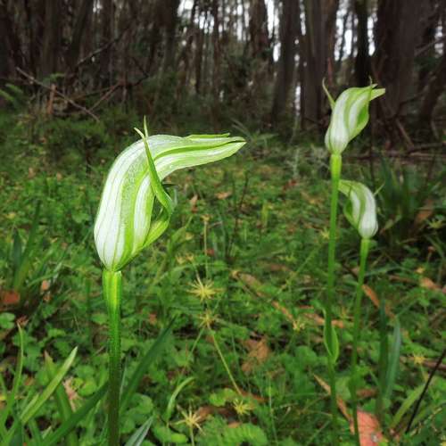 Image of Pterostylis monticola by (c) Cathy Powers, some rights reserved (CC BY)