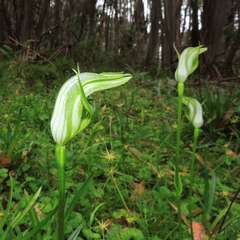 Pterostylis monticola