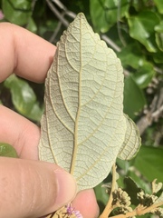 Callicarpa candicans