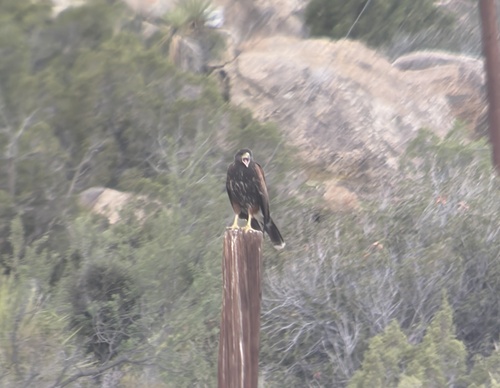 Harris's Hawk