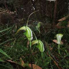 Pterostylis decurva