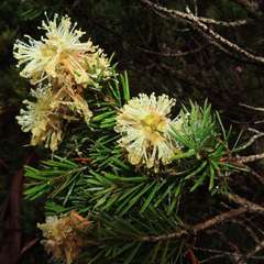 Melaleuca pityoides