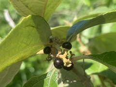 Callicarpa candicans