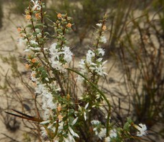 Styphelia exarrhena