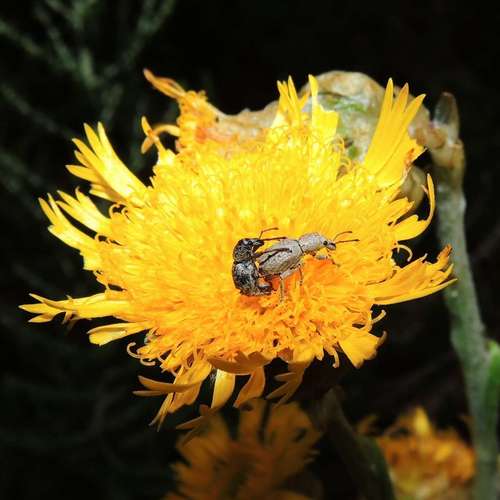 Image of Alpine Podolepis (Podolepis robusta) by (c) Cathy Powers, some rights reserved (CC BY)