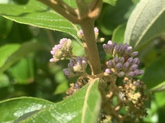 Callicarpa candicans