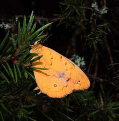 Heteronympha solandri