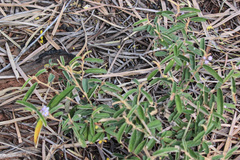 Keraudrenia lanceolata