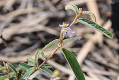 Keraudrenia lanceolata