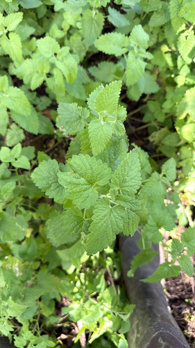 Catnip