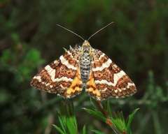Chrysolarentia polycarpa