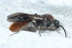 Sphaeropthalma imperialis