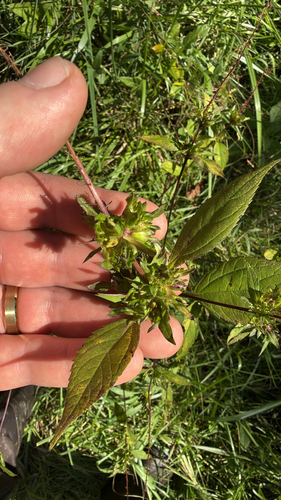 giant ragweed