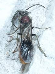 Sphaeropthalma imperialis