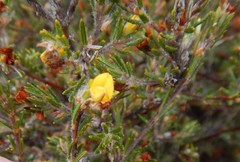 Phyllota remota
