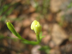 Centaurium maritimum