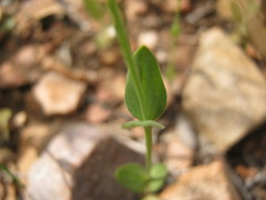 Centaurium maritimum