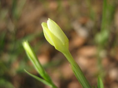 Centaurium maritimum