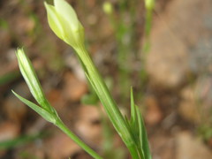 Centaurium maritimum