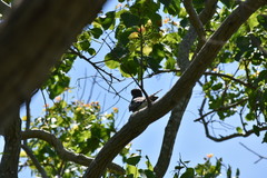 Chordeiles acutipennis