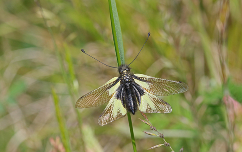 Owly sulphur