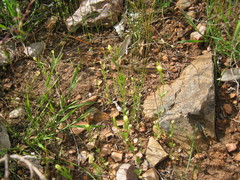 Centaurium maritimum