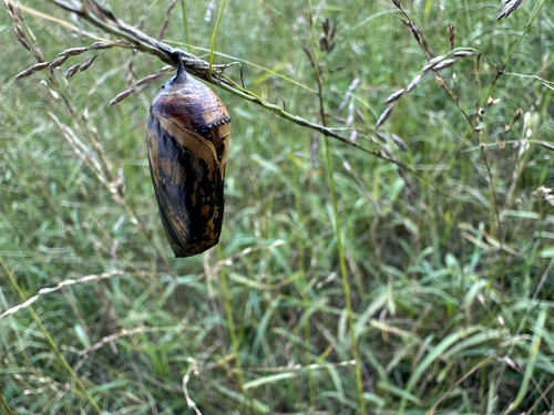 Monarch