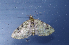 Chloroclystis neoconversa