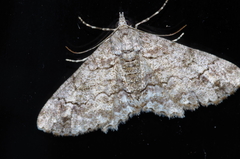 Cleora amamiensis