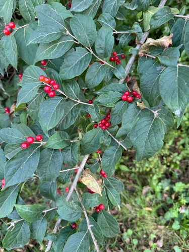 Amur honeysuckle